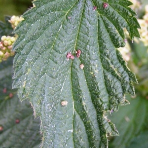  - Urtica dioica subsp. dioica