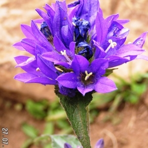 Photographie n°208742 du taxon Campanula glomerata subsp. glomerata