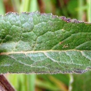 Photographie n°208743 du taxon Campanula glomerata subsp. glomerata