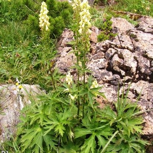 Photographie n°208744 du taxon Aconitum lycoctonum subsp. vulparia (Rchb.) Nyman [1889]