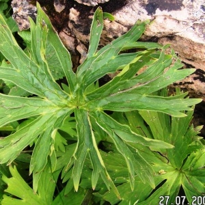 Photographie n°208746 du taxon Aconitum lycoctonum subsp. vulparia (Rchb.) Nyman [1889]