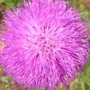 Cirsium tuberosum proles bulbosum (Lam.) Rouy (Cirse tubéreux)