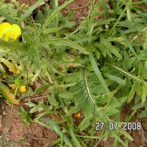  - Cirsium tuberosum (L.) All. [1785]