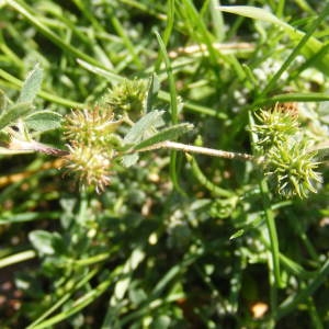 Photographie n°208756 du taxon Medicago minima (L.) L. [1754]