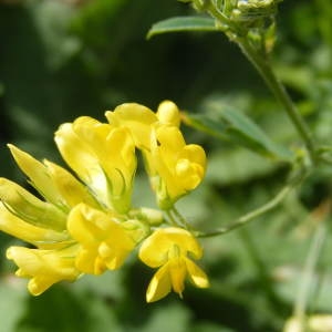  - Medicago sativa subsp. falcata (L.) Arcang. [1882]