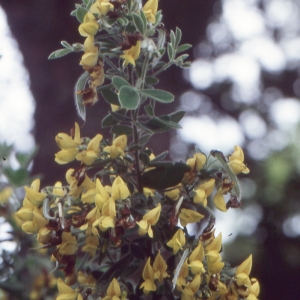 Photographie n°208764 du taxon Cytisus villosus Pourr. [1788]