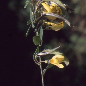 Photographie n°208766 du taxon Cytisus villosus Pourr. [1788]