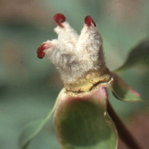  - Paeonia mascula (L.) Mill. [1768]