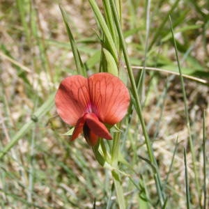 Photographie n°208774 du taxon Lathyrus cicera L. [1753]