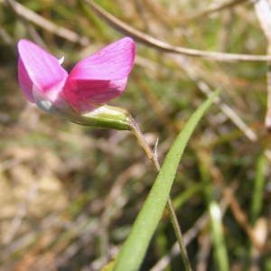 Photographie n°208778 du taxon Lathyrus nissolia L. [1753]