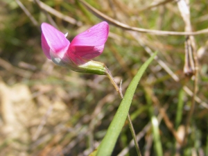 Jean-Claude Calais, le  7 juillet 2013 (Palhers)