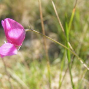 Photographie n°208779 du taxon Lathyrus nissolia L. [1753]