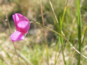Jean-Claude Calais, le  7 juillet 2013 (Palhers)