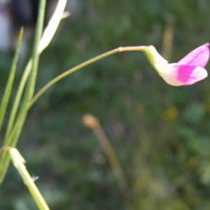  - Lathyrus nissolia L. [1753]