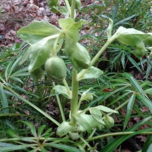 Photographie n°208785 du taxon Helleborus foetidus L. [1753]