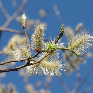  - Salix caprea L. [1753]