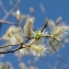 Salix caprea L. [1753] [nn59380] par Gisèle Arliguie le 31/03/2012 - Blanzat