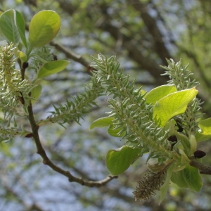 Salix caprea L. [1753] [nn59380] par Gisèle Arliguie le 01/05/2011 - Blanzat