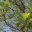 Salix caprea L. [1753] [nn59380] par Gisèle Arliguie le 01/05/2011 - Blanzat