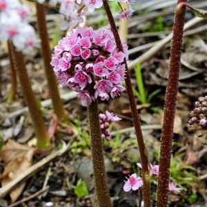  - Darmera peltata (Torr. ex Benth.) Voss [1899]