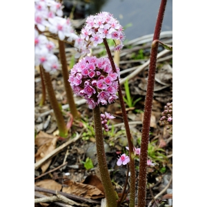 Darmera peltata (Torr. ex Benth.) Voss