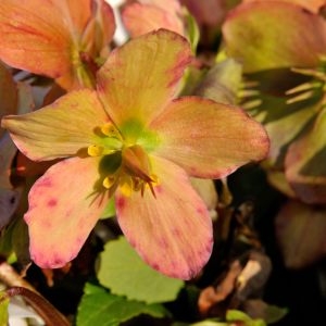 Photographie n°208824 du taxon Helleborus niger L. [1753]