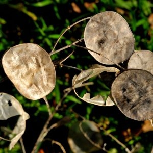 Photographie n°208829 du taxon Lunaria annua L. [1753]