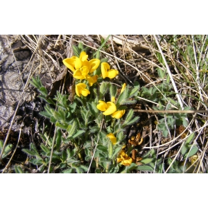 Genista pulchella Vis. (Genêt joli)