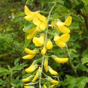  - Laburnum anagyroides Medik. [1787]