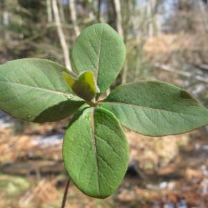 Photographie n°208847 du taxon Lonicera periclymenum L. [1753]