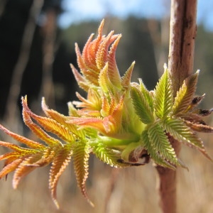  - Sorbaria sorbifolia (L.) A.Braun [1864]