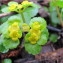  Hugues Tinguy - Chrysosplenium alternifolium L. [1753]