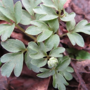 Photographie n°208857 du taxon Adoxa moschatellina L. [1753]