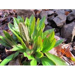 Cynoglossum sylvaticum Haenke (Cynoglosse d'Allemagne)