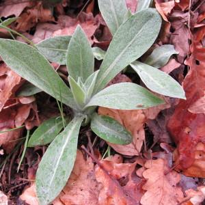 Photographie n°208870 du taxon Centaurea montana L. [1753]