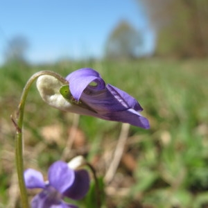 Viola riviniana f. minor Murb. ex Greg. (Petite Violette)