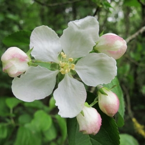 Malus sylvestris Mill. subsp. sylvestris (Boquettier)