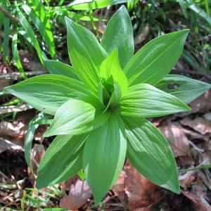 Photographie n°208889 du taxon Lilium martagon L. [1753]