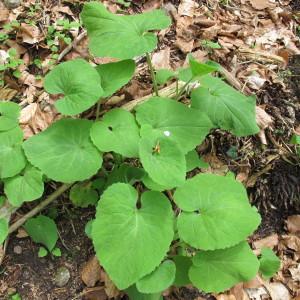 Photographie n°208893 du taxon Lunaria annua L. [1753]