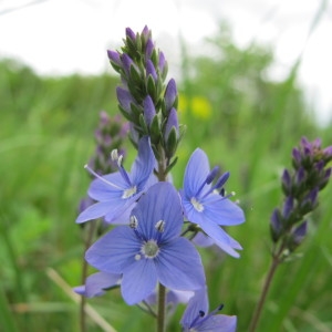 Veronica satureiifolia A.Poit. & Turpin (Véronique de Scheerer)