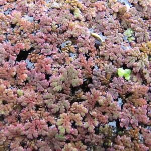  - Azolla filiculoides Lam. [1783]