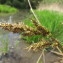  Hugues Tinguy - Carex paniculata L. [1755]