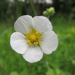 Potentilla rupestris L. (Potentille des rochers)