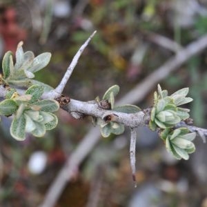  - Hippophae rhamnoides subsp. rhamnoides 