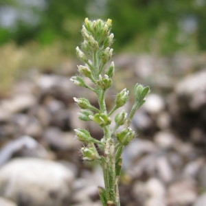 Alyssum calycinum var. sublineare (Jord.) Rouy & Foucaud (Alysson à calices persistants)