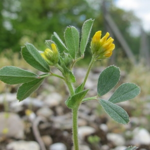 Photographie n°208923 du taxon Medicago minima (L.) L. [1754]