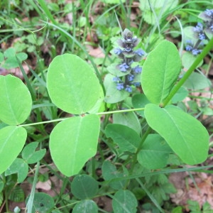  - Vicia pisiformis L. [1753]