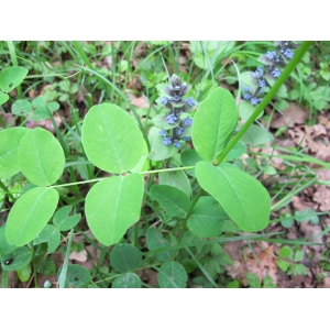 Vicia ochroleuca Gilib. (Vesce à feuilles de pois)
