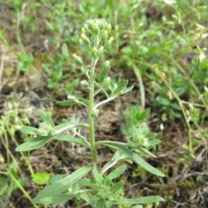 Photographie n°208929 du taxon Alyssum alyssoides (L.) L. [1759]