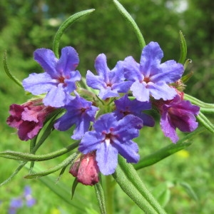 Photographie n°208931 du taxon Lithospermum purpurocaeruleum L. [1753]